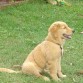 Golden Retriver llamada Malú 4 meses